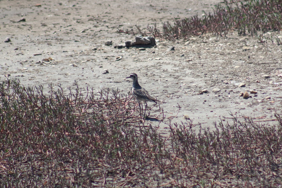 Pacific Golden-Plover - ML623975175