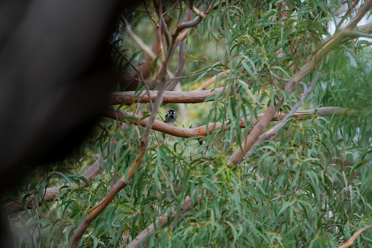 New Holland Honeyeater - ML623975177