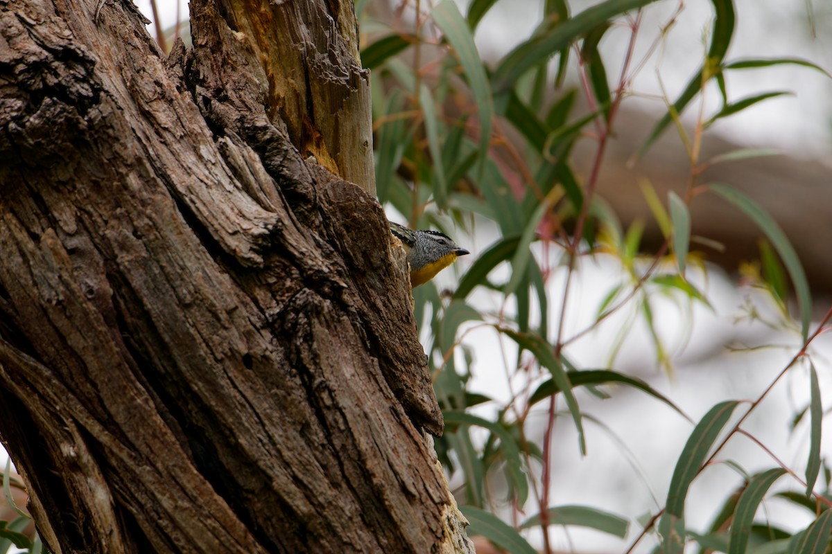 Pardalote pointillé - ML623975178