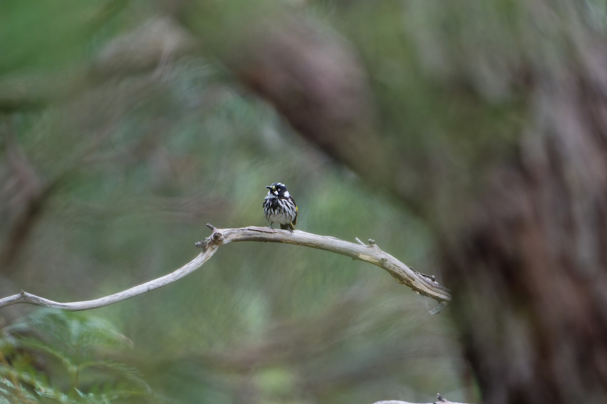 New Holland Honeyeater - ML623975188