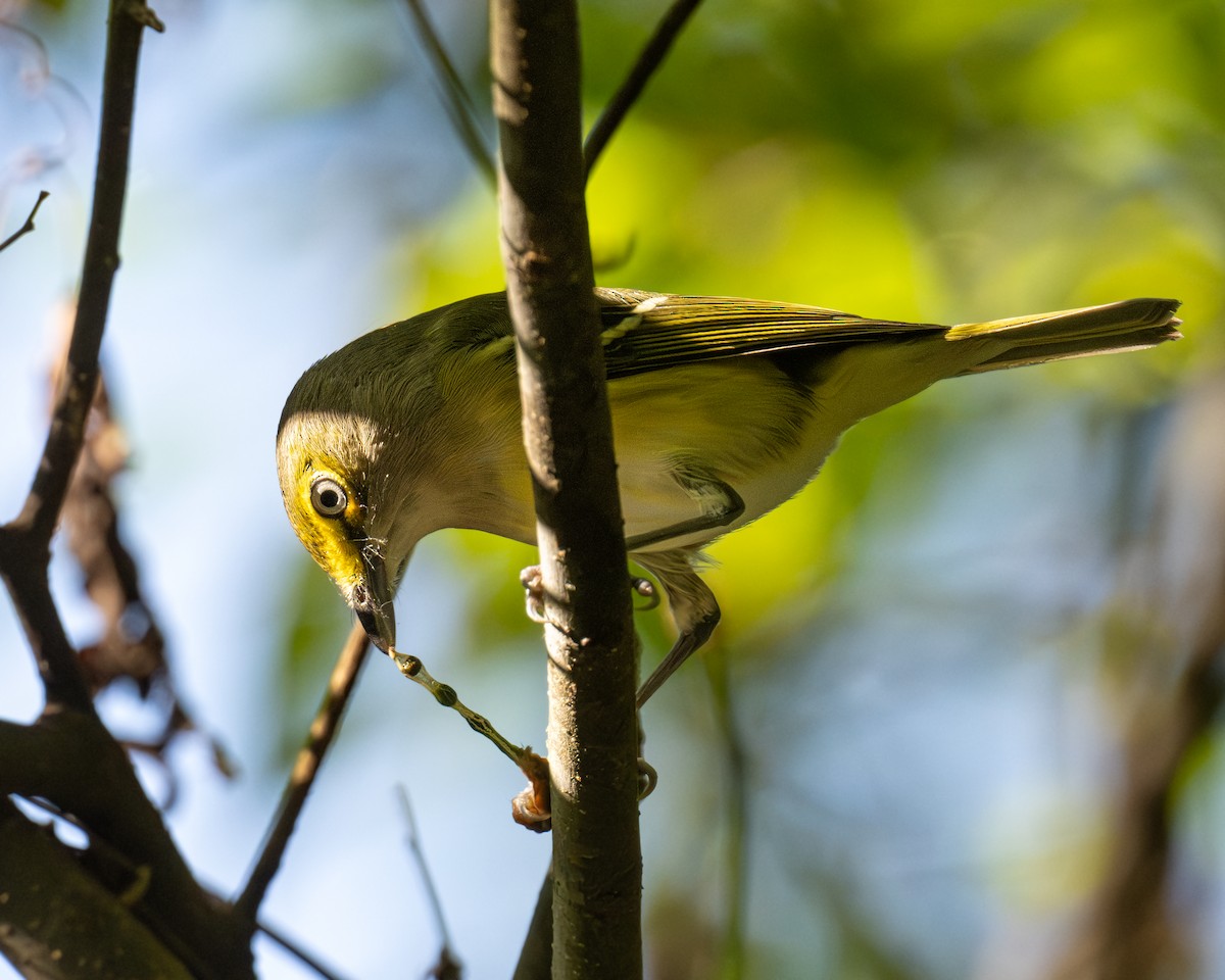 White-eyed Vireo - ML623975195