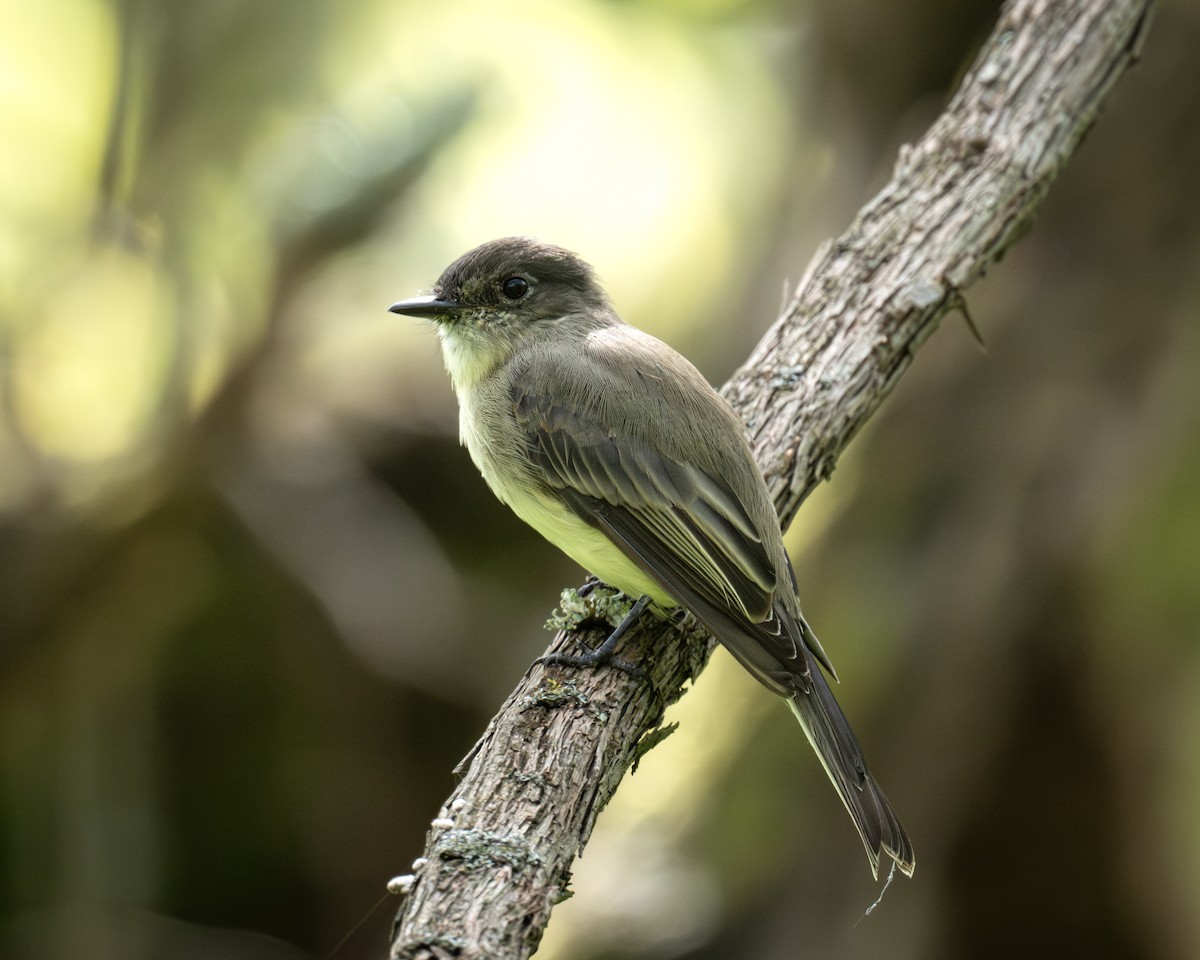Eastern Phoebe - ML623975200