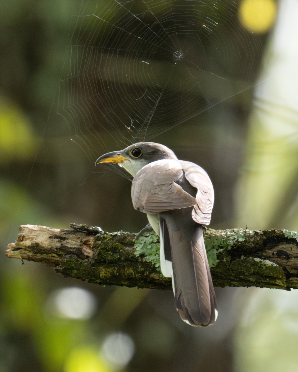 Yellow-billed Cuckoo - ML623975206