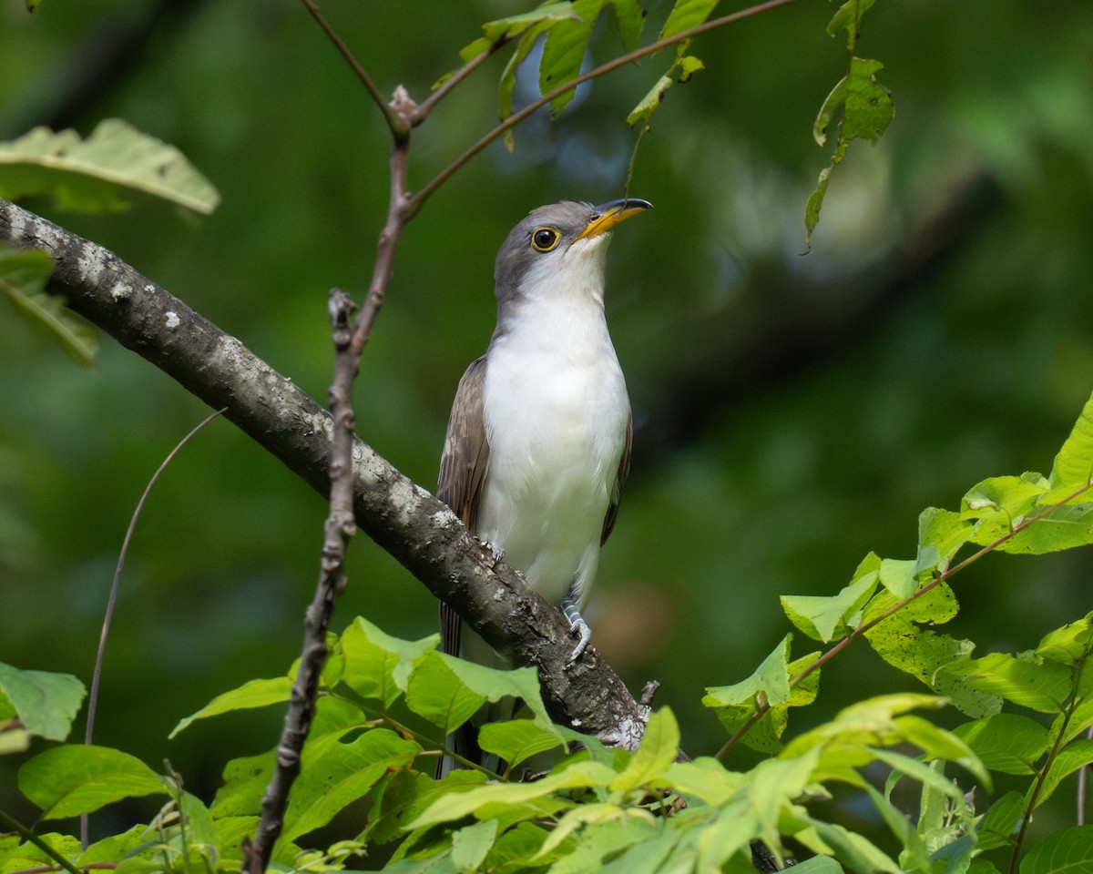 Yellow-billed Cuckoo - ML623975207