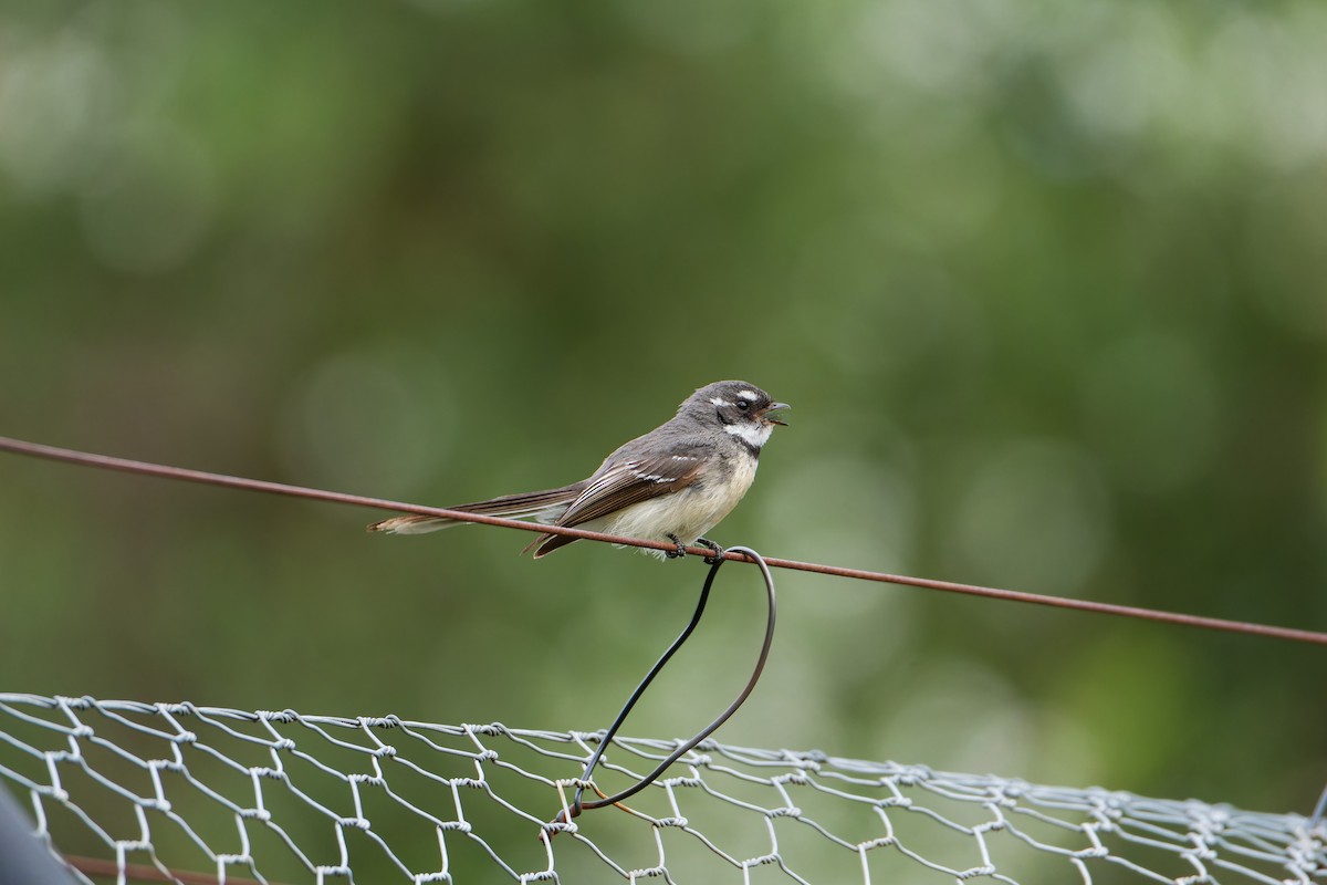 Gray Fantail - Nicholas Ball