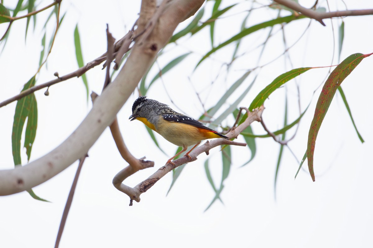 Pardalote pointillé - ML623975211