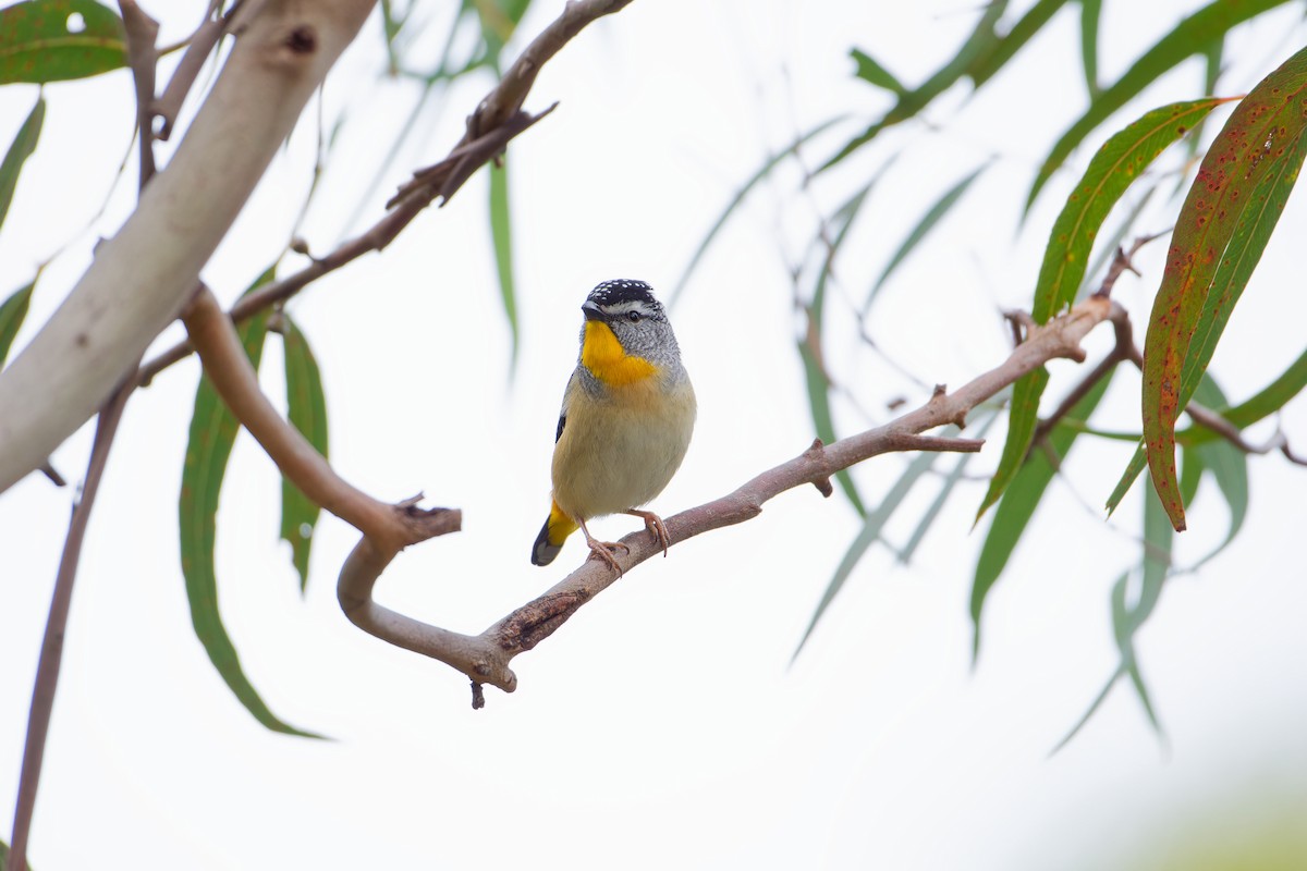 Pardalote pointillé - ML623975212