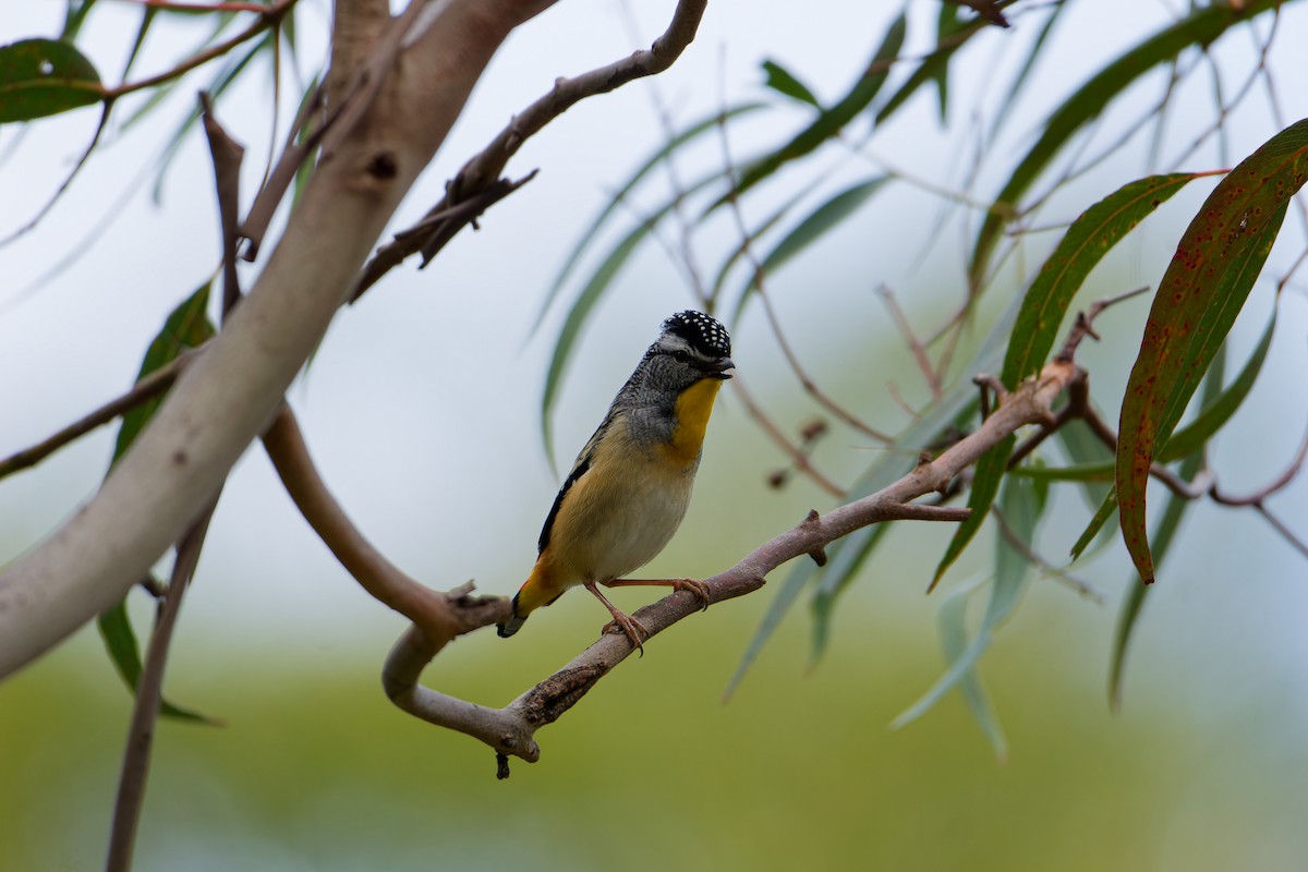 Pardalote pointillé - ML623975213