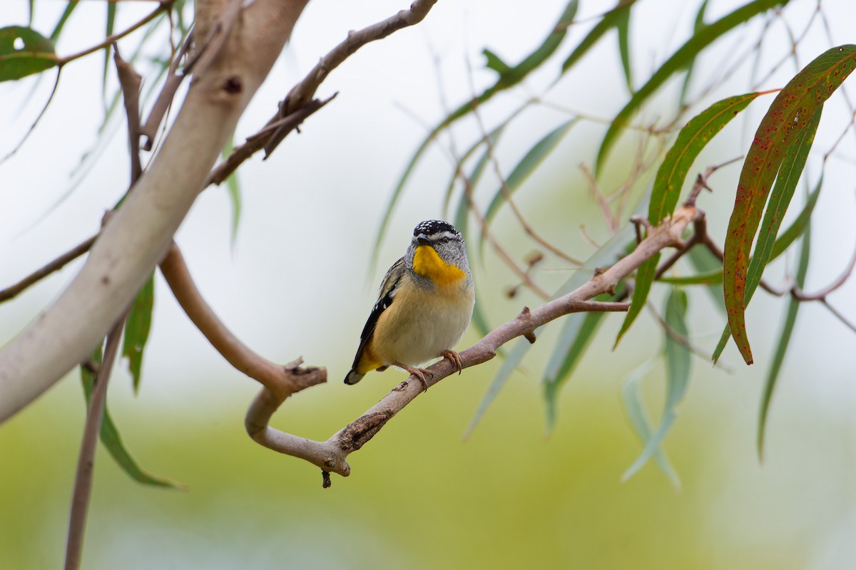 Pardalote pointillé - ML623975214