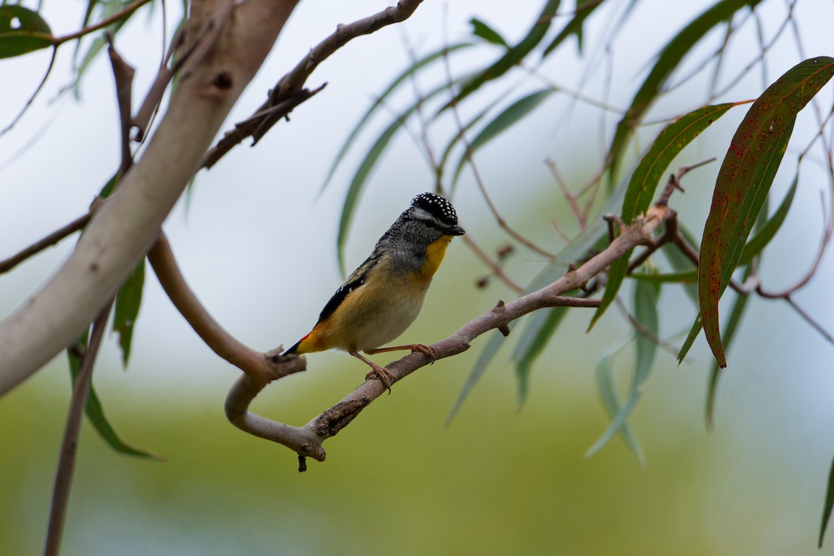 Pardalote pointillé - ML623975215