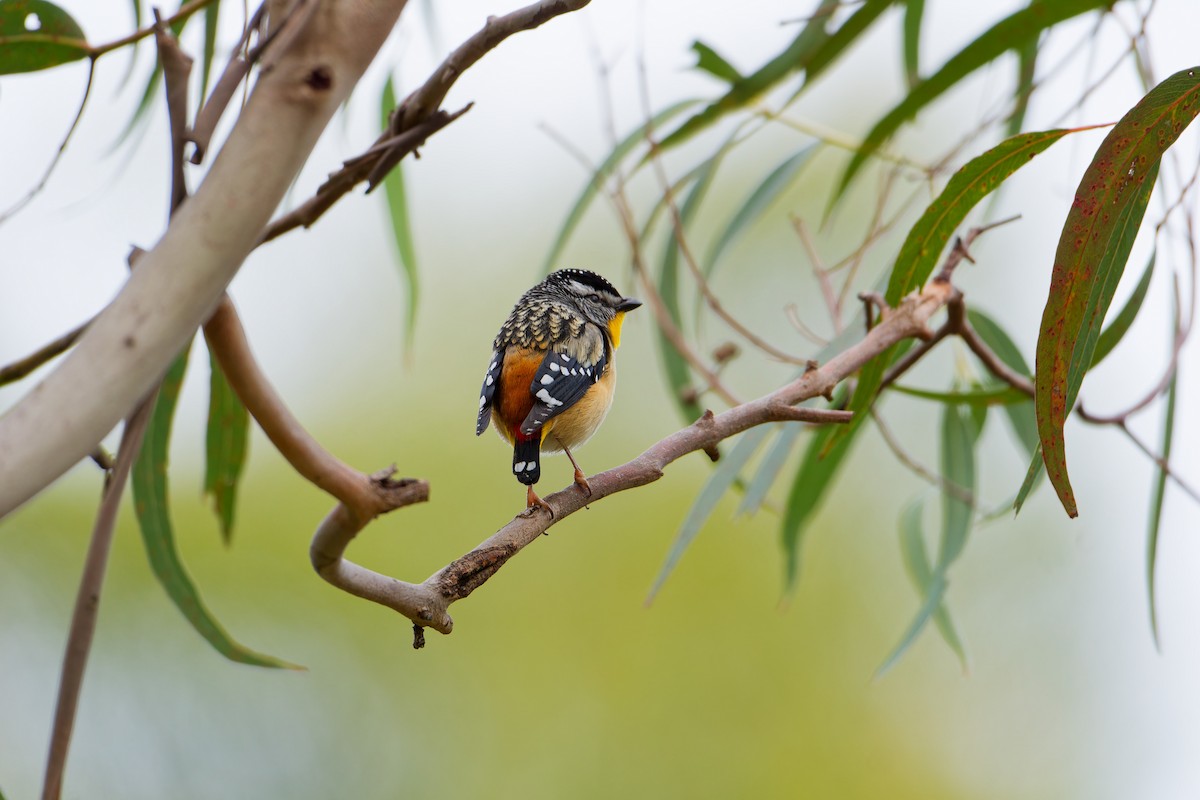 Pardalote pointillé - ML623975216