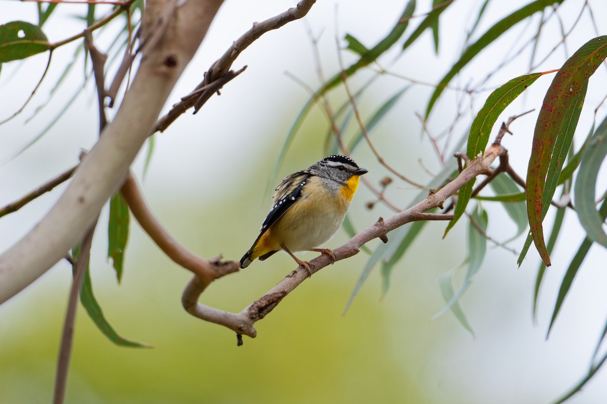 Pardalote pointillé - ML623975217