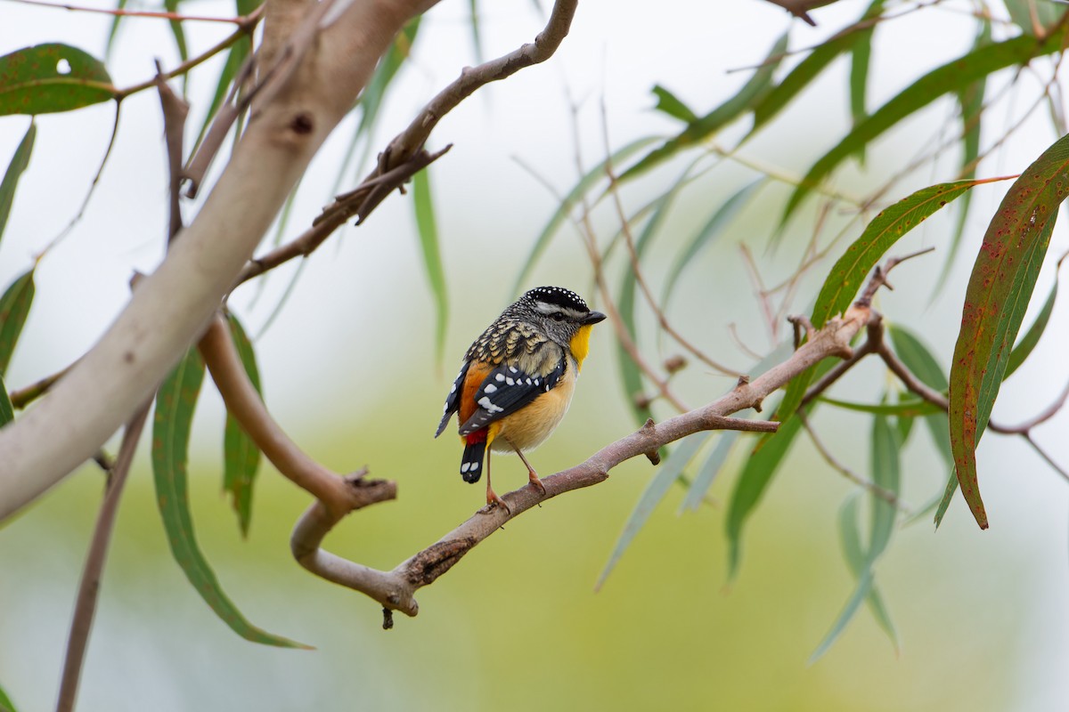 Pardalote pointillé - ML623975218