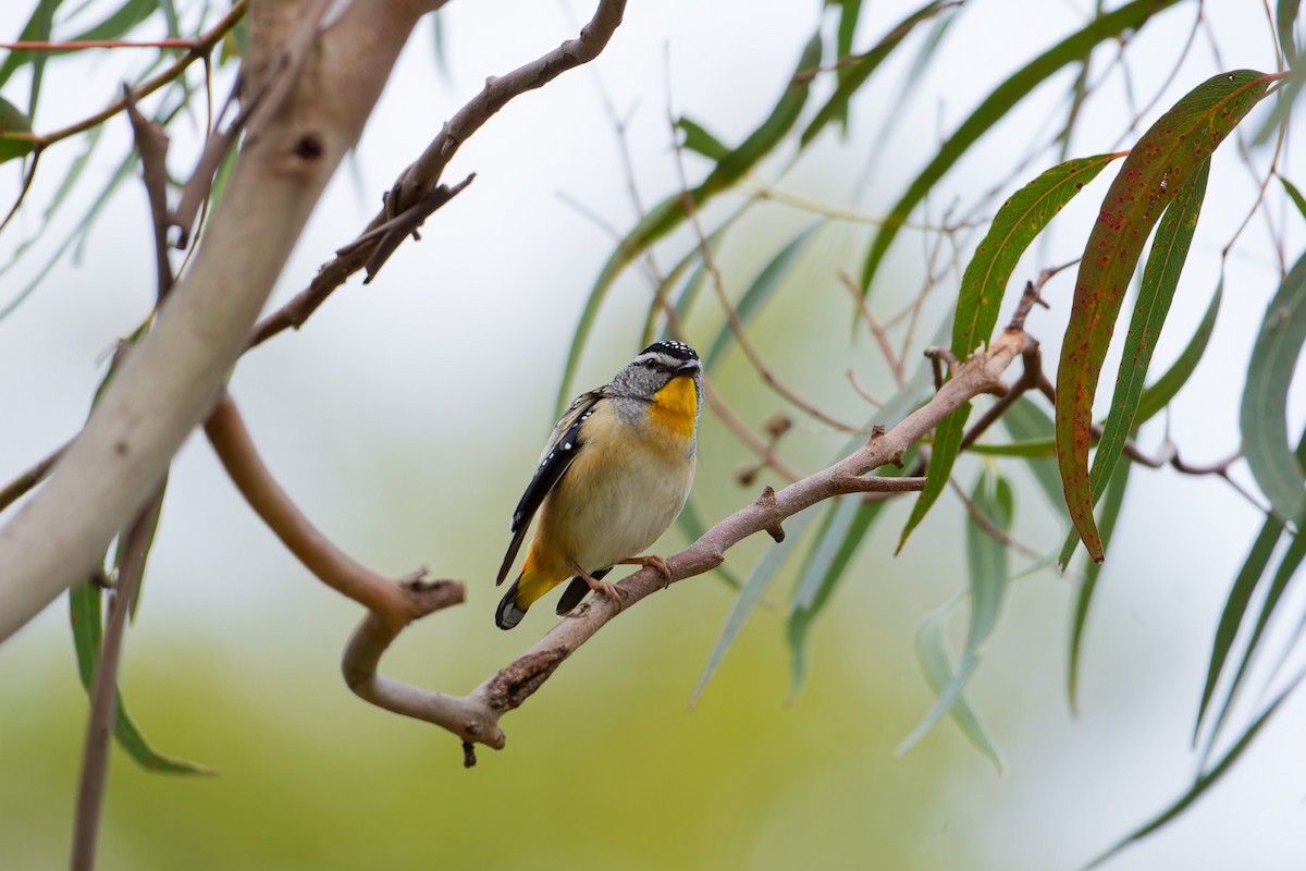 Pardalote pointillé - ML623975219