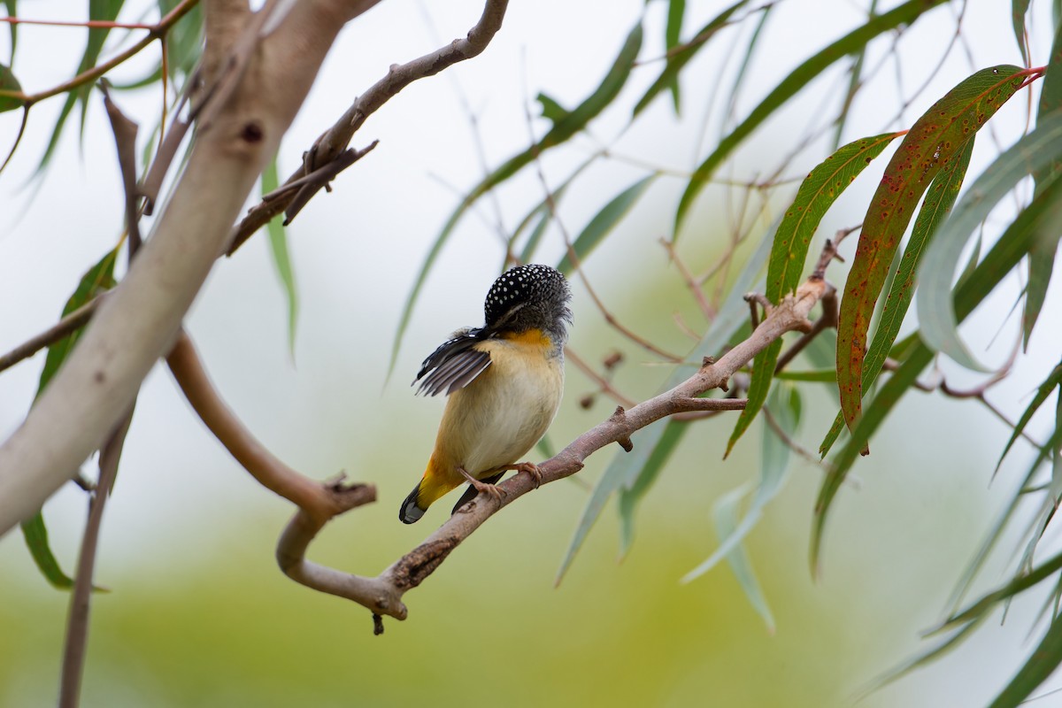 Spotted Pardalote - Nicholas Ball