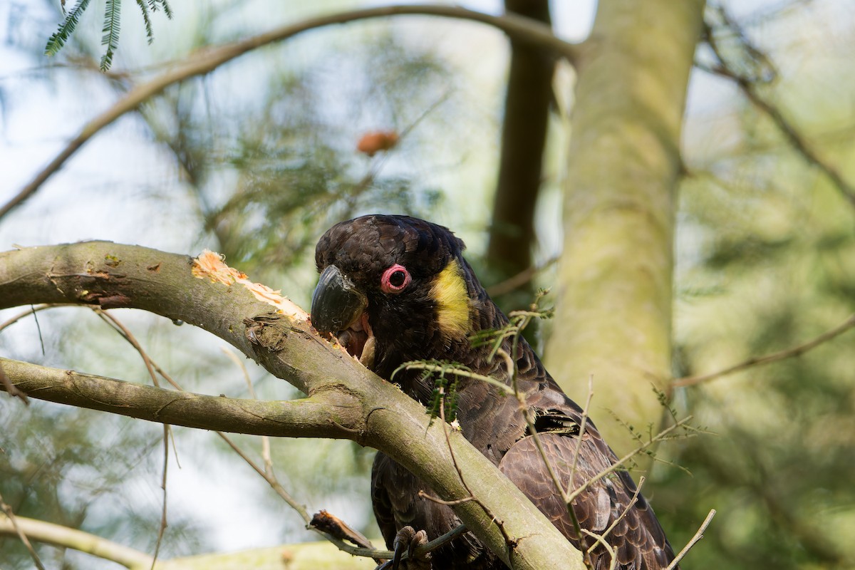 Yellow-tailed Black-Cockatoo - Nicholas Ball