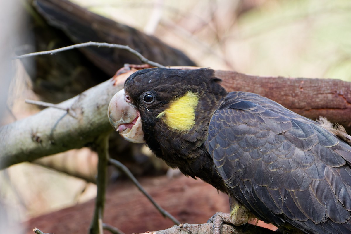 Yellow-tailed Black-Cockatoo - ML623975231