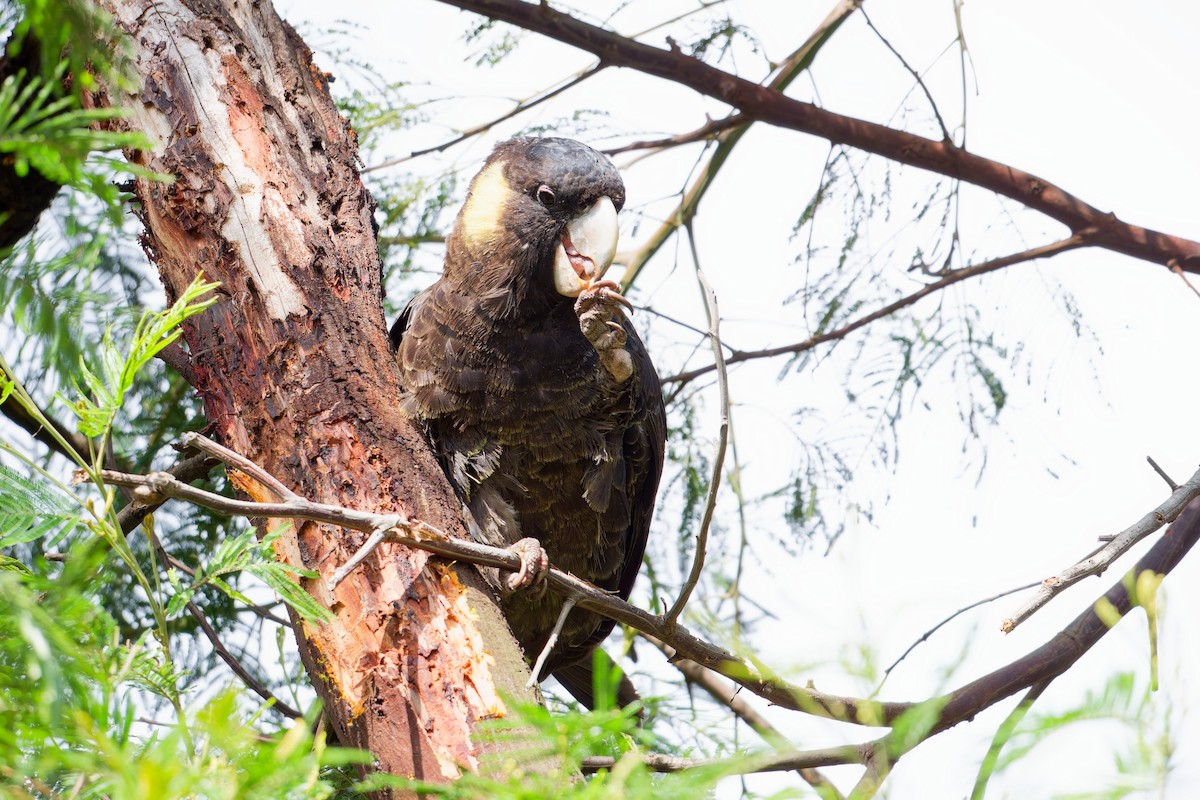 Yellow-tailed Black-Cockatoo - ML623975236