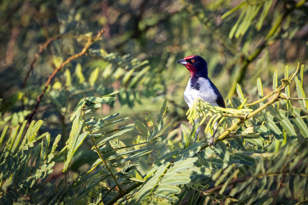 Crimson-fronted Cardinal (Araguaia) - ML623975245