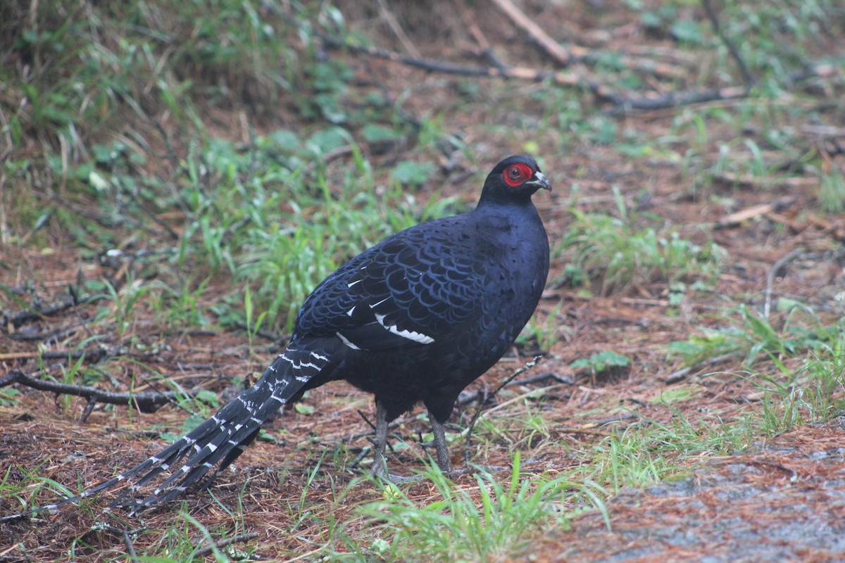 Mikado Pheasant - ML623975247