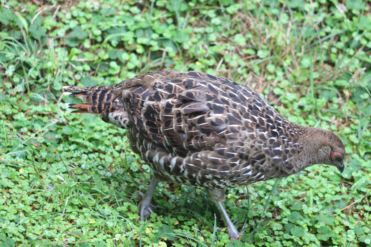 Mikado Pheasant - ML623975248