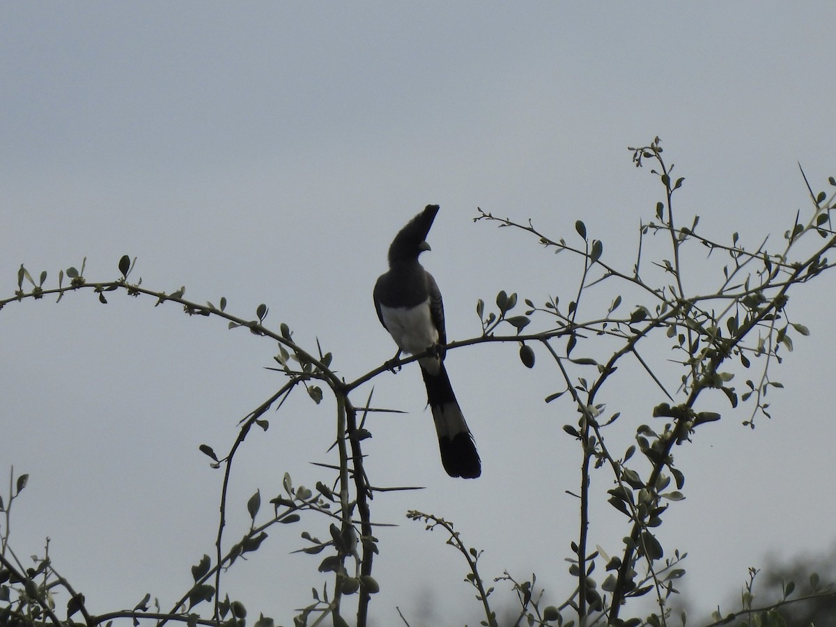 White-bellied Go-away-bird - Adrián Colino Barea