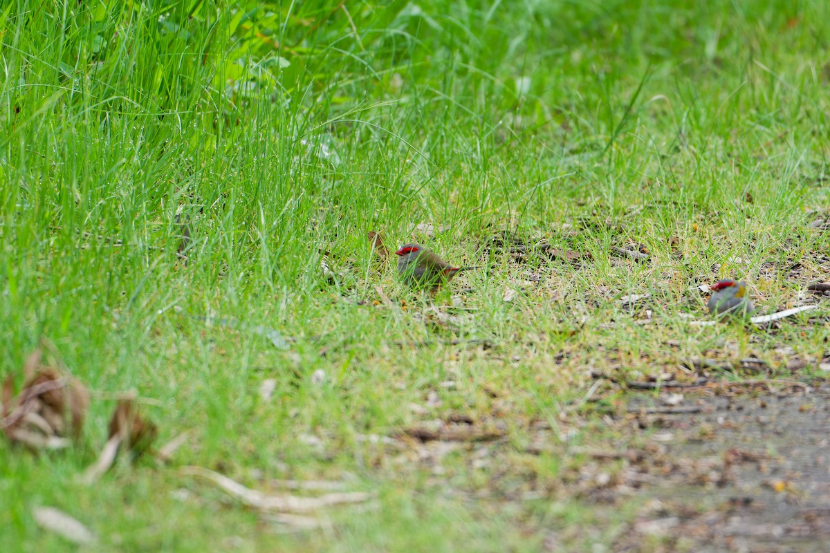 Red-browed Firetail - ML623975254