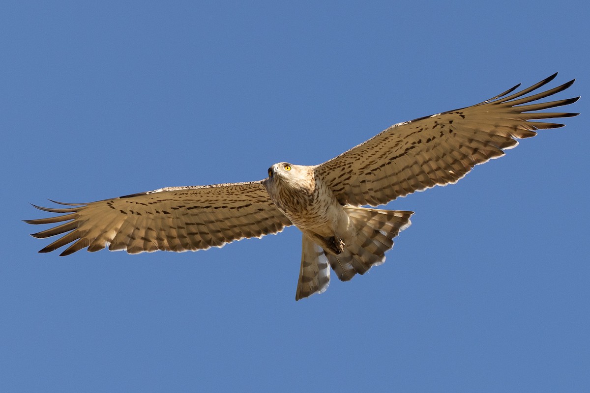 Short-toed Snake-Eagle - ML623975281