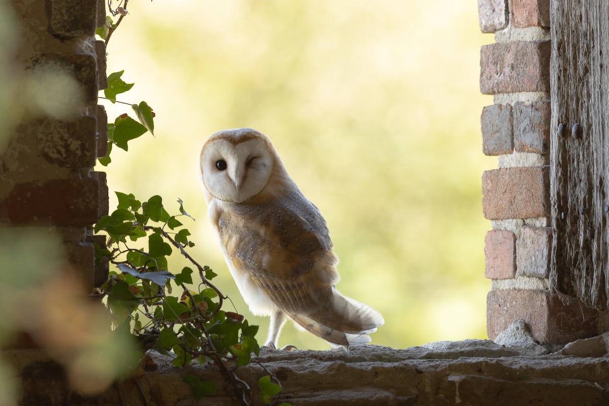 Barn Owl - ML623975282