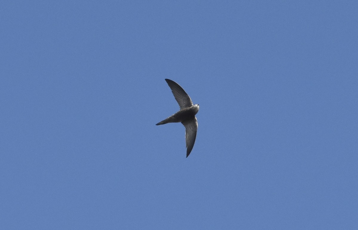 Pallid Swift - ML623975285