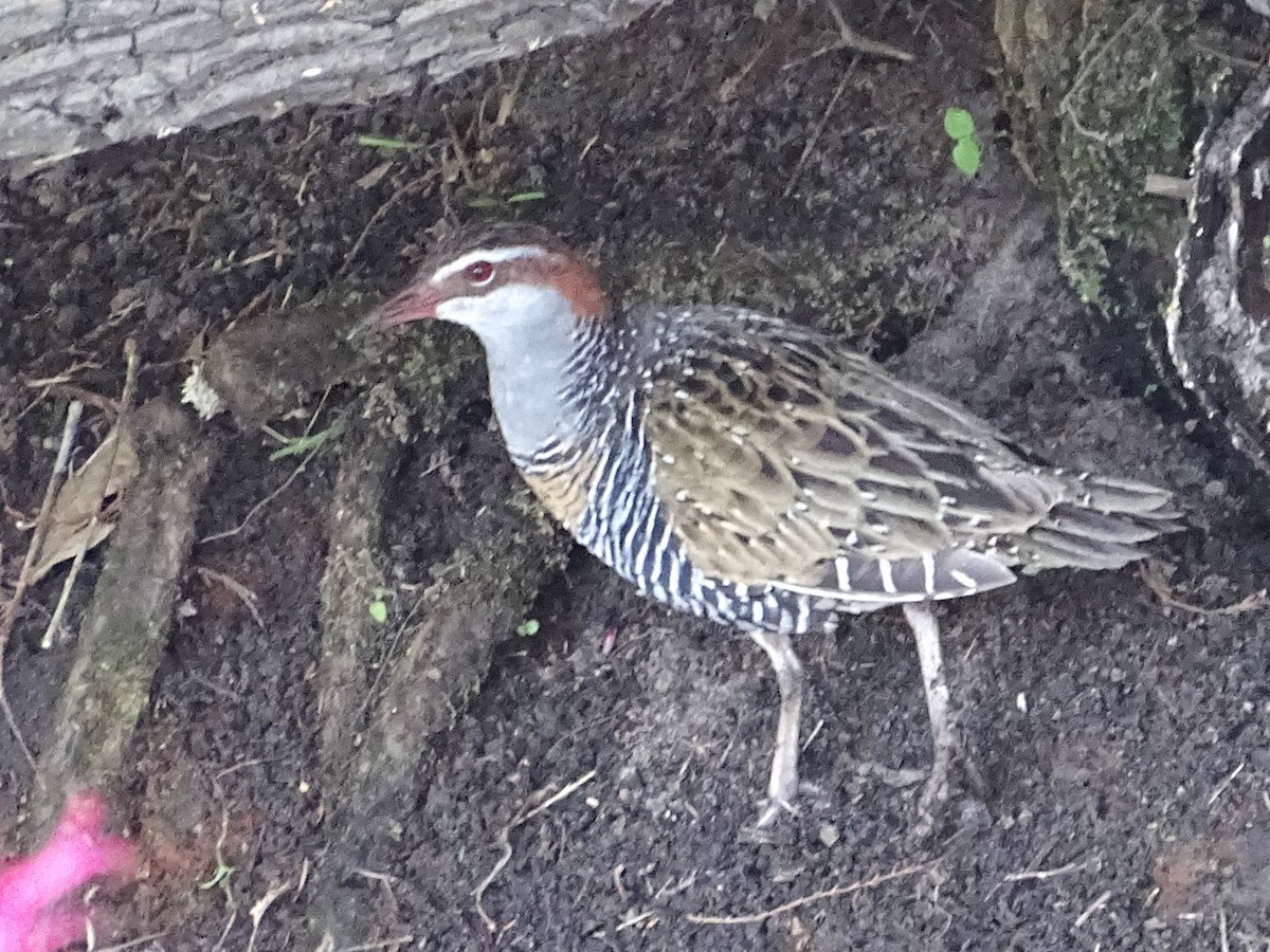 Buff-banded Rail - ML623975294