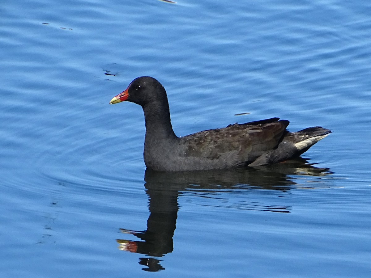 Dusky Moorhen - ML623975296