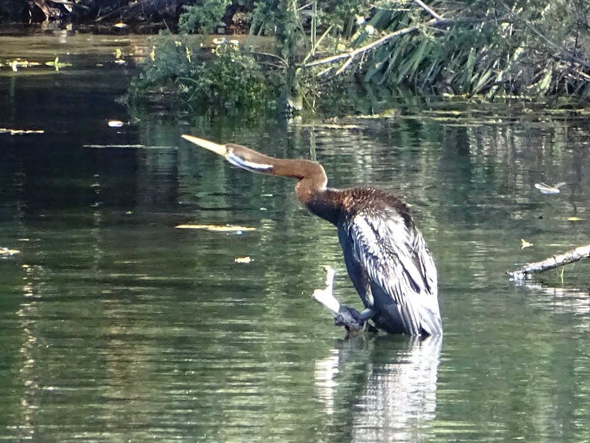 Anhinga Australiana - ML623975297