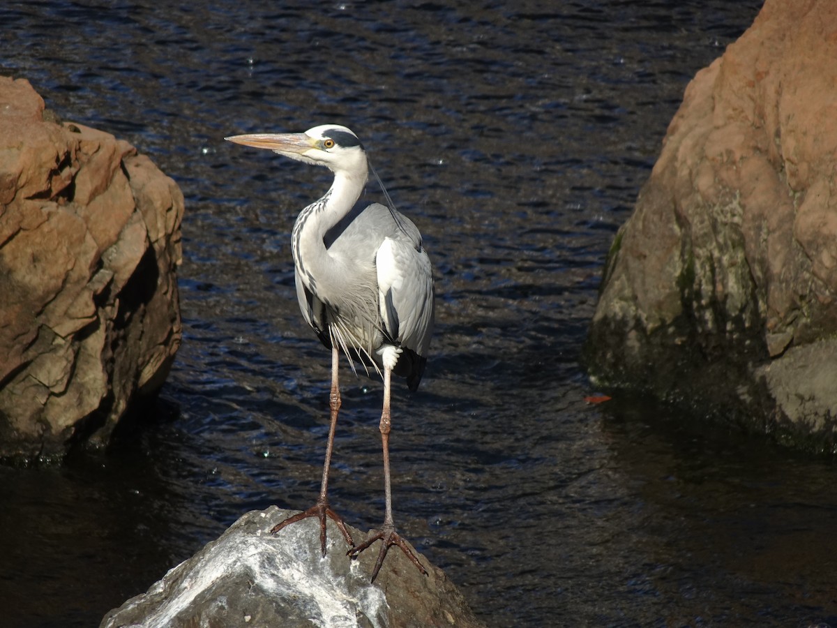 Gray Heron - ML623975298