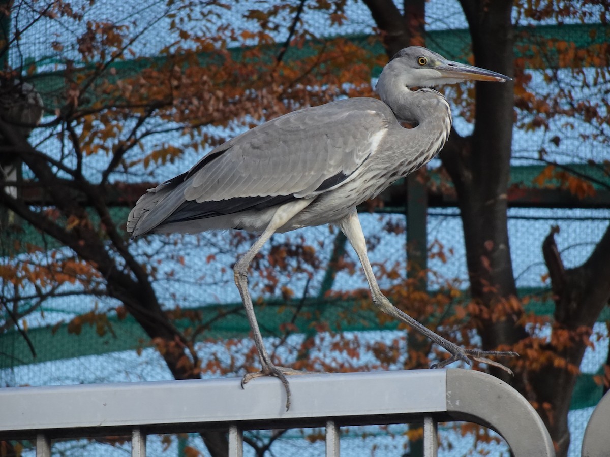 Gray Heron - ML623975300