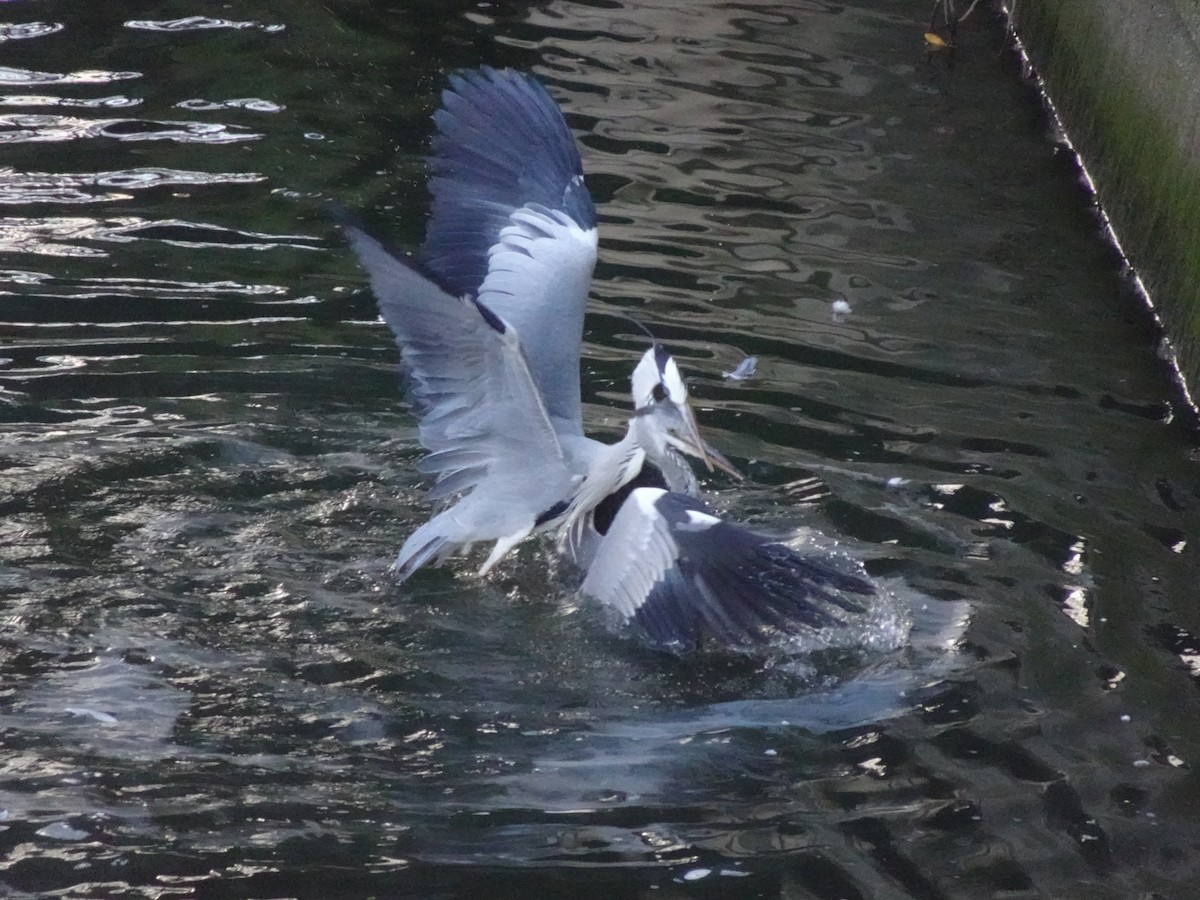 Gray Heron - ML623975302