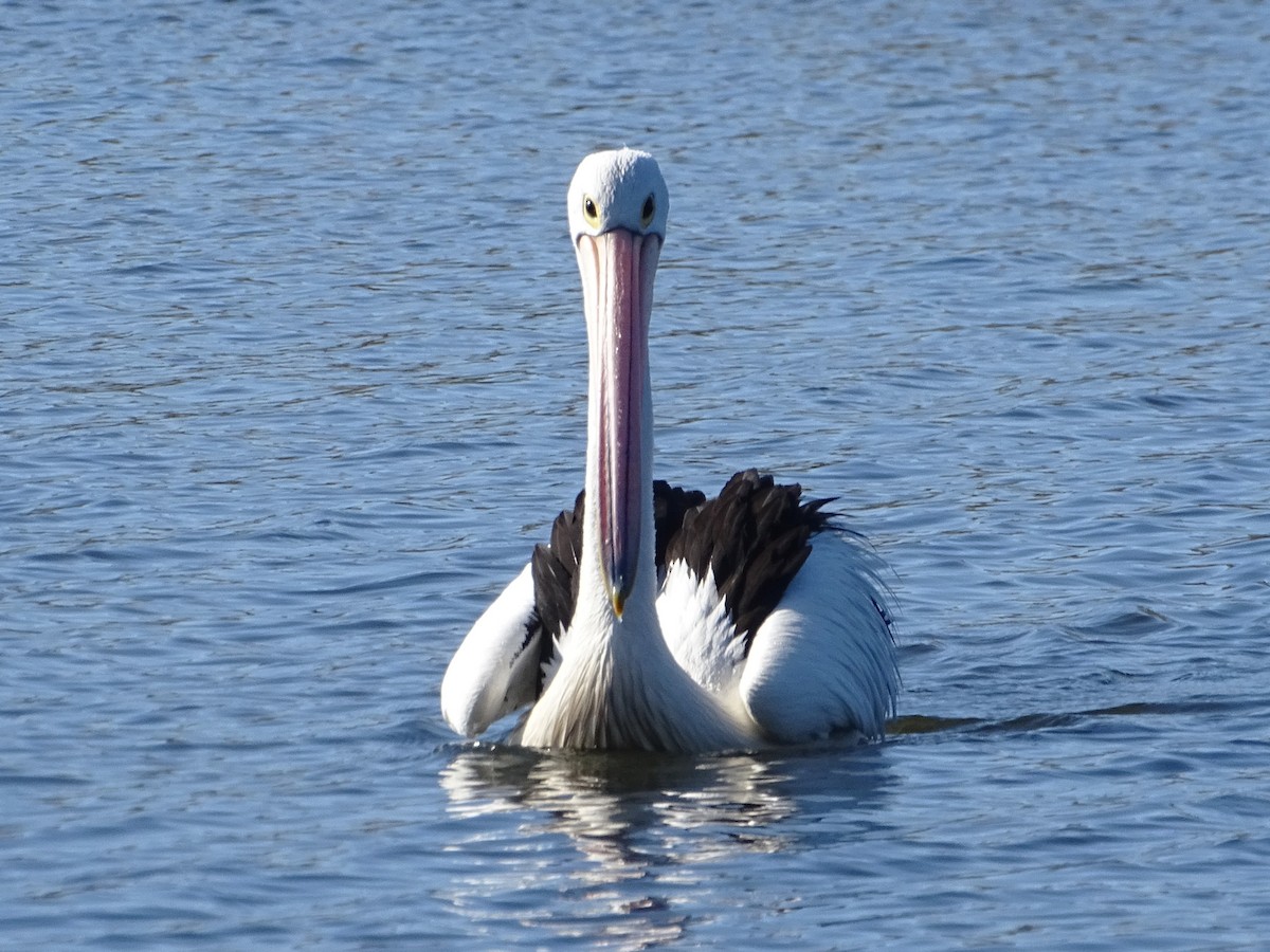 Australian Pelican - ML623975303