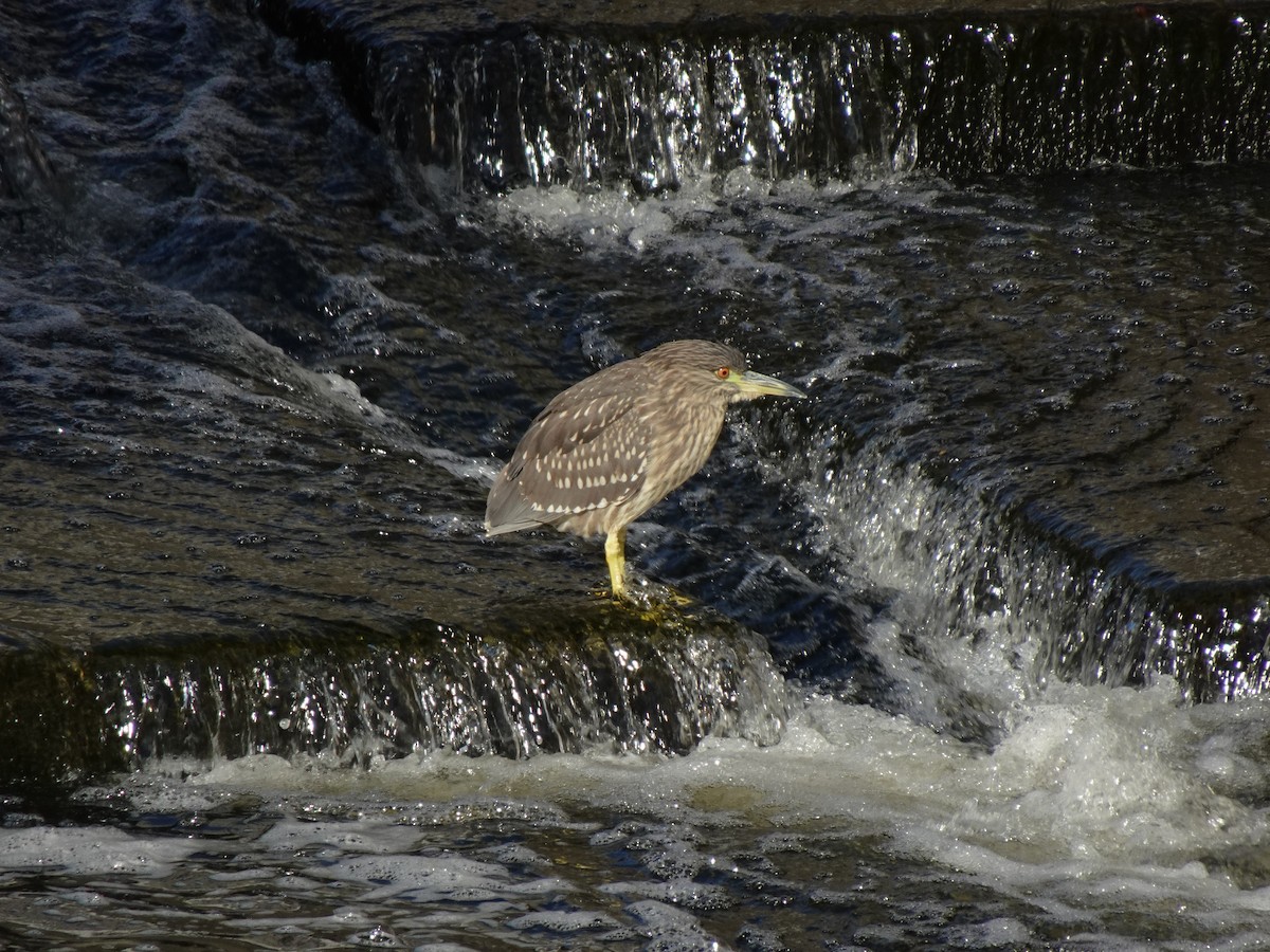 Black-crowned Night Heron - ML623975304