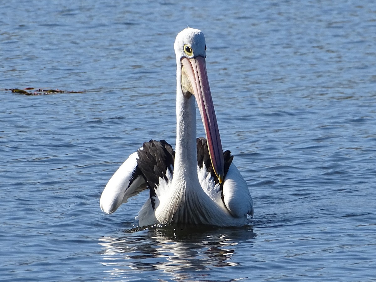 Australian Pelican - ML623975305