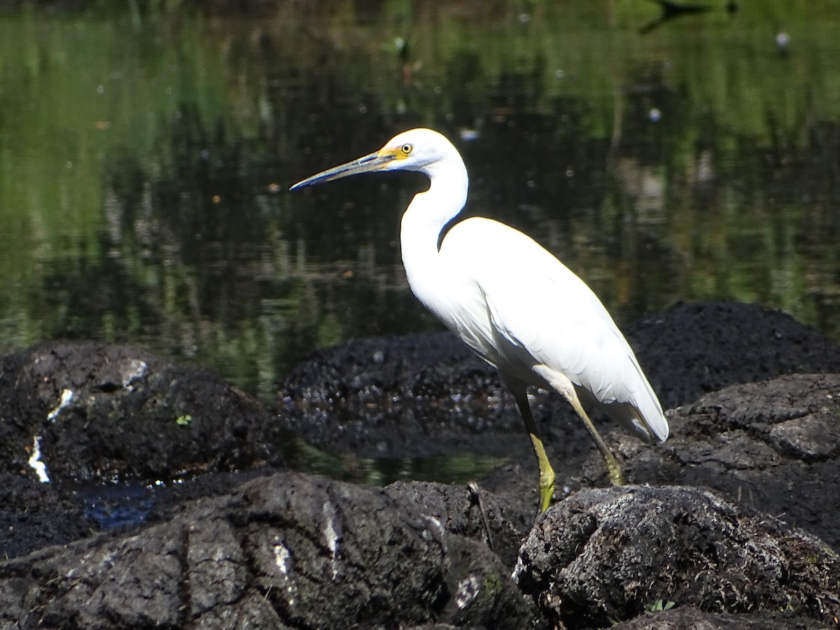 Little Egret - Richard Murray