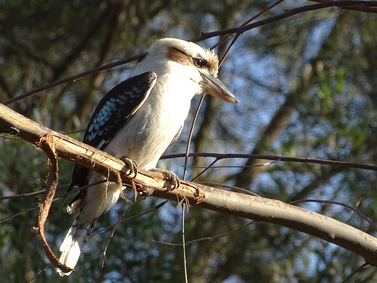 Laughing Kookaburra - ML623975308