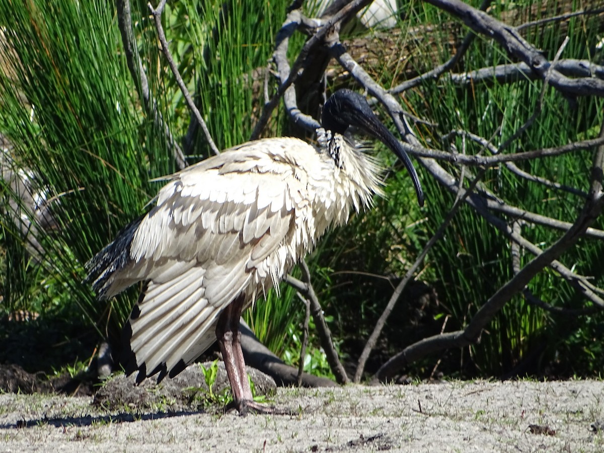 Australian Ibis - ML623975309