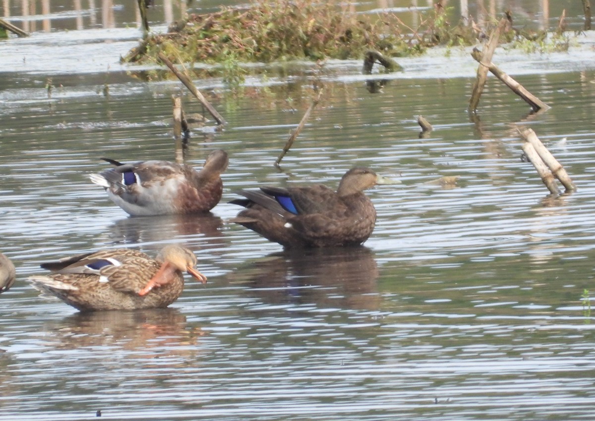 American Black Duck - ML623975313