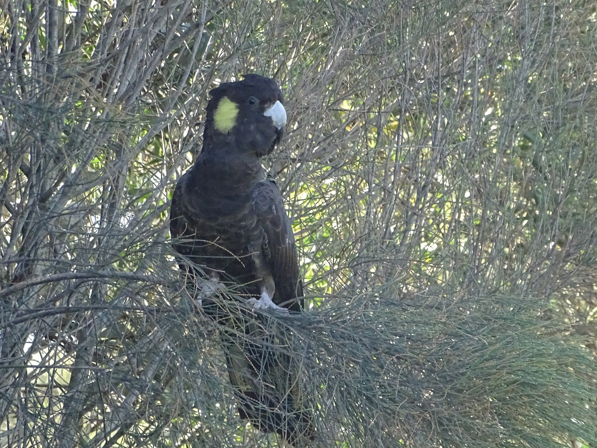 Yellow-tailed Black-Cockatoo - ML623975326