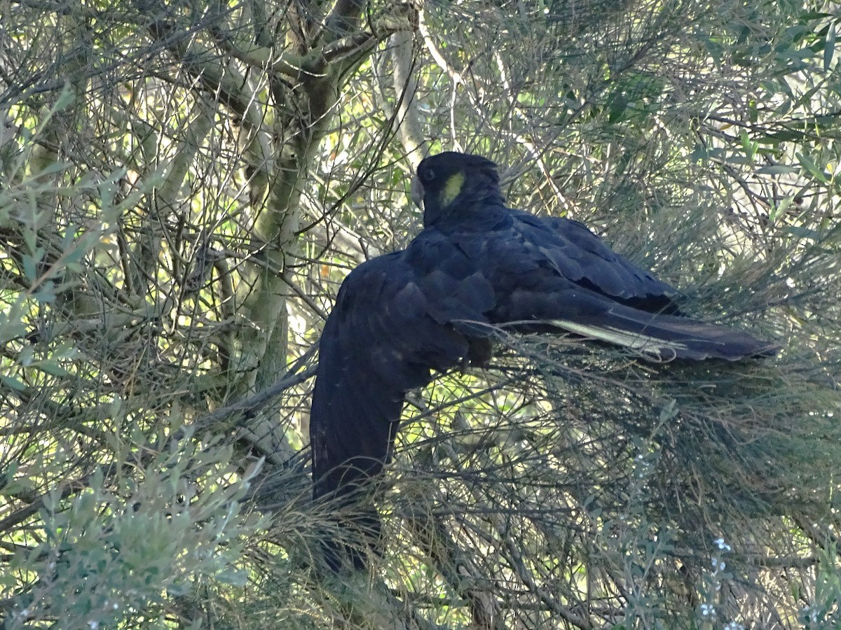 Yellow-tailed Black-Cockatoo - ML623975331