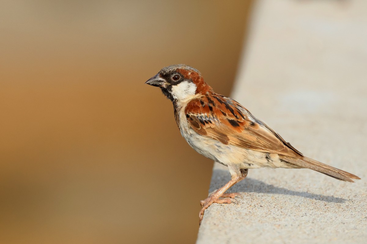 House Sparrow - PANKAJ GUPTA