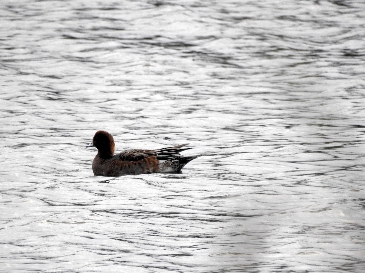 Eurasian Wigeon - ML623975354