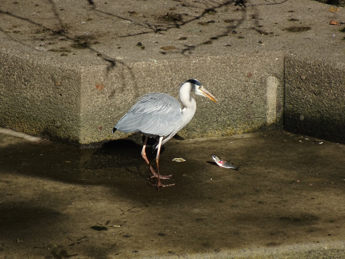 Gray Heron - ML623975374