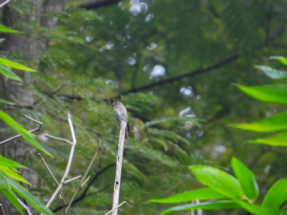 Dark-sided Flycatcher - ML623975376