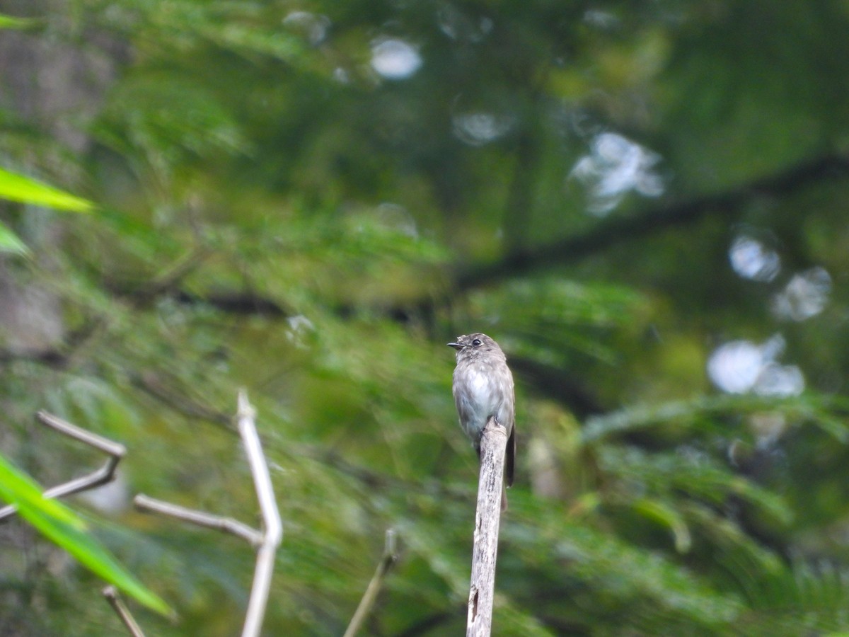 Dark-sided Flycatcher - ML623975377